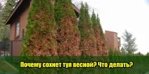 Чому сохне туя навесні Що робити, Корисні поради корисні