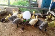 месечни патета хранене