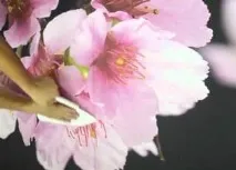 залепване фототапети също така