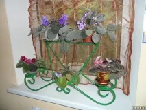 прозореца цветя