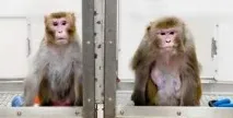живота хранене