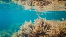 По-багатодітному-4, або На морі моря