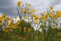 Користь та шкода топінамбуру, корисні властивості та протипоказання топінамбуру шкода