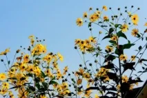 Користь та шкода топінамбуру, корисні властивості та протипоказання топінамбуру топінамбуру