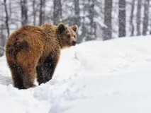 Полімерна альтернатива патрони