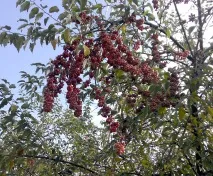 плодове домашно