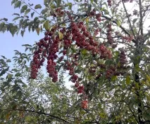 гуми здравословно