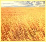 Виробництво родючого ґрунту, компосту, біогумусу. ґрунту