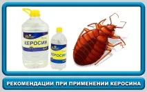 Застосування гасу від клопів плюси та мінуси способу гасу
