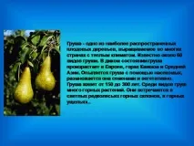 плодово