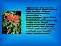 ягідні