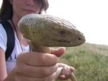 влечуги боспор