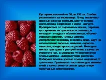 ягідні