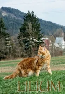котките този остров