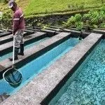 развъждане пъстърва