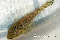 може бъде обикновен