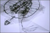 Прозорі орігамі з екологічним натяком від Такаюкі Хорі (Takayuki Hori) такаюкі