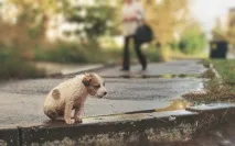 розумним