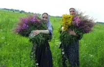 растения растения