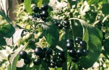 sunberry употреба