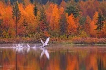 Ruska, або Золота осінь по-фінськи, Фінляндія мова, культура, історія золота