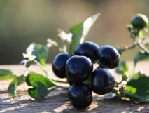 ползи sunberry