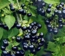 sunberry билкови