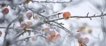 вечеря