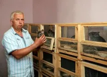 Шиншила - надприбутковий звірятко шиншила