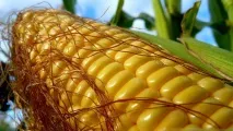 Сонник кукурудза уві сні до чого сниться кукурудза Сонник