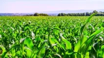 Сонник кукурудза уві сні до чого сниться кукурудза кукурудза
