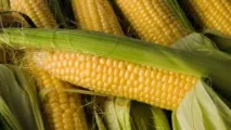 Сонник кукурудза уві сні до чого сниться кукурудза Сонник