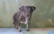 кученца Цена Irline