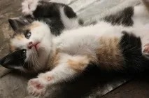 Скільки часу кішка виношує кошенят Любителі котів та котів любителі