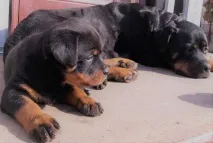 кученца белорецк