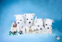 възможна цяла кученца