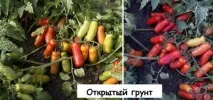 Томат - Жигало опис сорту та фото, рекомендації щодо догляду сорту