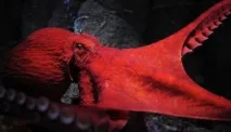 Топ-10 Дивовижні та незвичайні восьминоги дивовижні