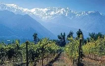 The Best Guide, Чилійське вино Cono Sur Chardonnay 2011 guide