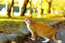 котки опасност