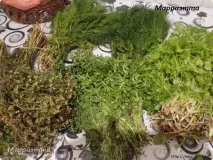 Ткемалі з аличі мене