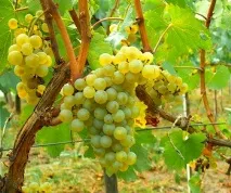 The Best Guide, Чилійське вино Cono Sur Chardonnay 2011 guide