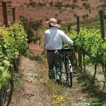 The Best Guide, Чилійське вино Cono Sur Chardonnay 2011 guide