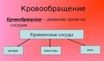 Судини серця людини (вени та артерії) анатомія та функції судини