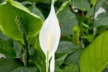 Спатифіллум (жіноче щастя) фото сортів, вирощування та догляд у домашніх умовах жіноче