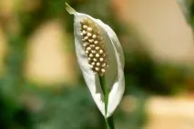 Спатифіллум (жіноче щастя) фото сортів, вирощування та догляд у домашніх умовах щастя