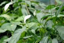 Спатифіллум (жіноче щастя) фото сортів, вирощування та догляд у домашніх умовах жіноче