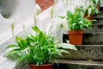 Спатифіллум (жіноче щастя) фото сортів, вирощування та догляд у домашніх умовах щастя