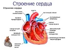 Судини серця людини (вени та артерії) анатомія та функції судини