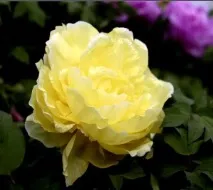 Сорта та види півонії, Зразкова садиба види